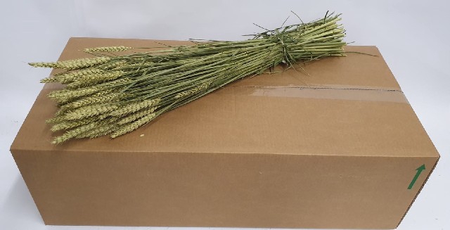 <h4>Dried triticum naturel</h4>