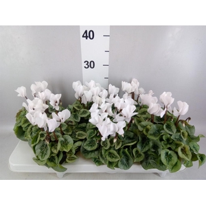 Cyclamen MD 'Rembrandt'