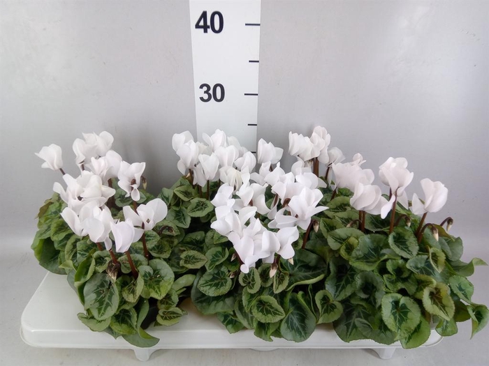 <h4>Cyclamen MD 'Rembrandt'</h4>