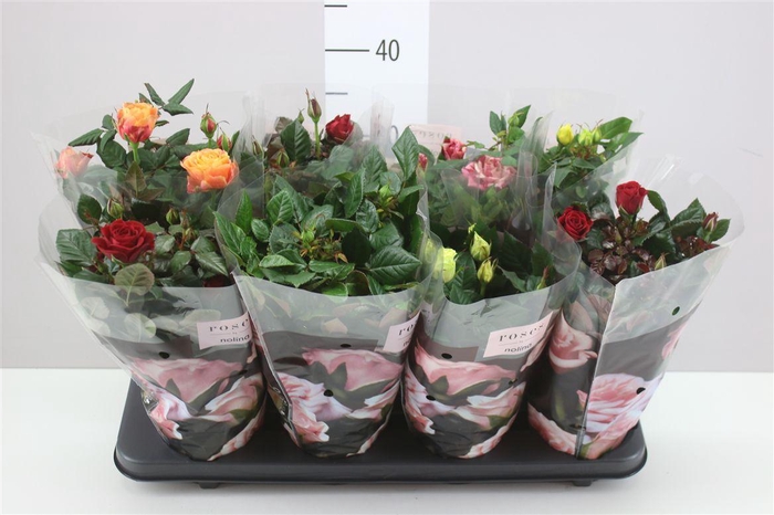 <h4>Rosa Patio Gemengd</h4>