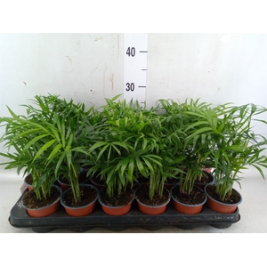 Chamaedorea elegans
