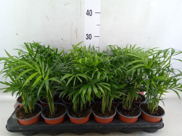 <h4>Chamaedorea elegans</h4>