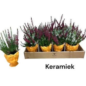 ARR TUINPLANTEN