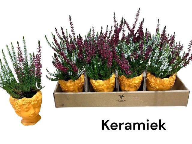 <h4>ARR TUINPLANTEN</h4>