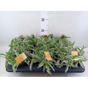 Murdannia loriformis 'Bright Star'