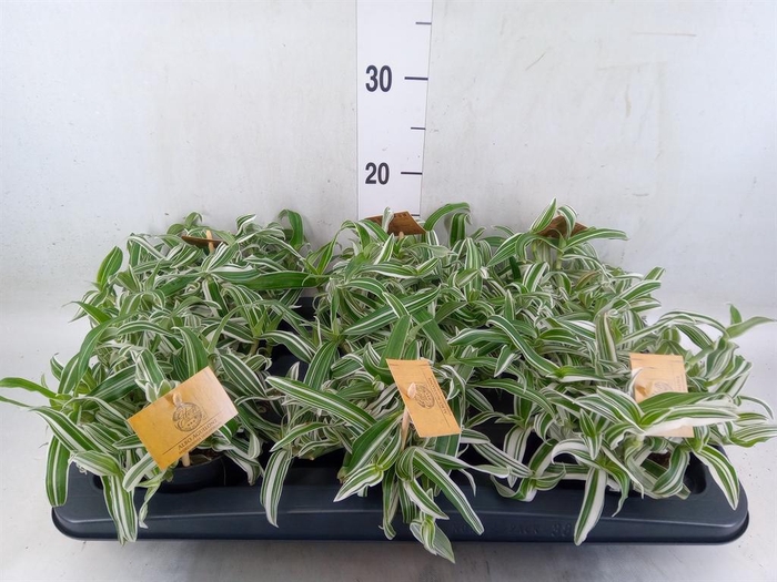 <h4>Murdannia loriformis 'Bright Star'</h4>