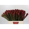Leucadendron Safari Sunset