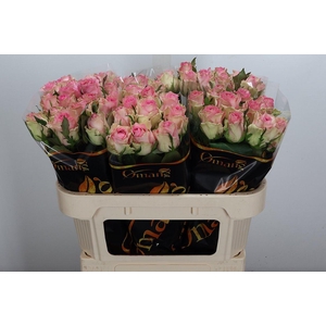 R Gr Brigitte Bardot