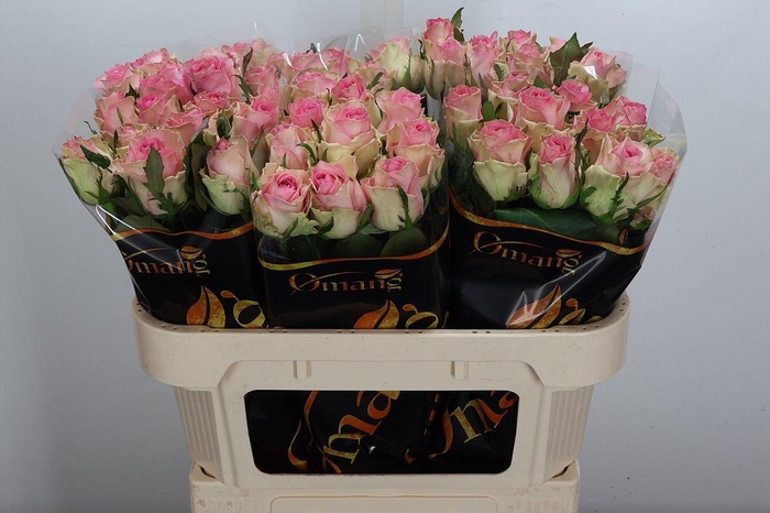 <h4>R Gr Brigitte Bardot</h4>