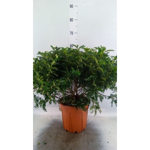 Bonsai   ..Zanthoxylum piperitum