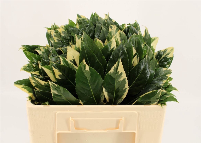 <h4>Aralia Variegata 50cm</h4>