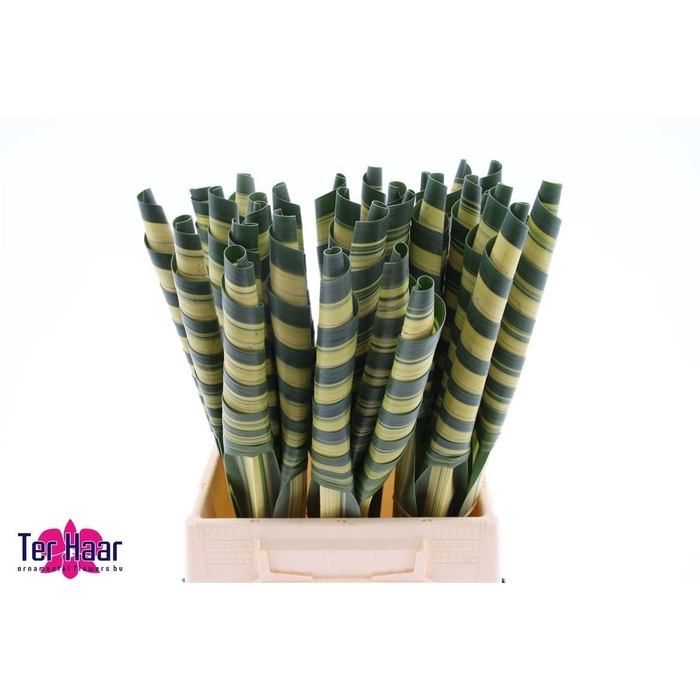 <h4>PANDANUS (BLAD)</h4>