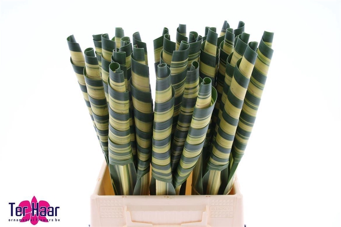 <h4>PANDANUS (BLAD)</h4>