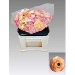 <h4>RAN EL SALMON</h4>