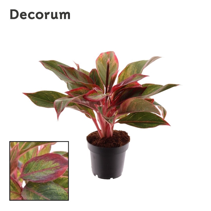 <h4>Aglaonema Crete</h4>