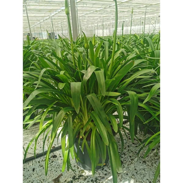 <h4>Agapanthus wit pot 40 doorbl. grootbl. XXl knop in gewas</h4>