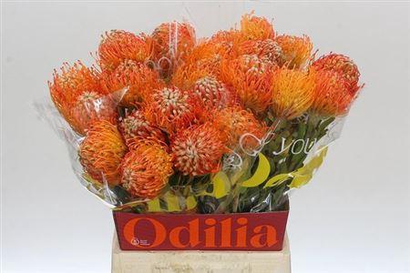 <h4>Leuco Jelena 50cm</h4>