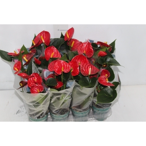 ANTHURIUM RED SUCCESS P09