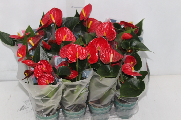 <h4>ANTHURIUM RED SUCCESS P09</h4>