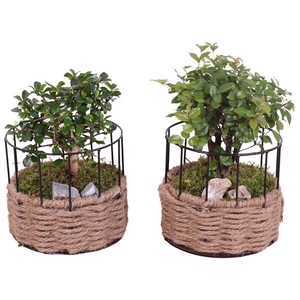 Bonsai Indoor Ø12cm Ball Shape in Frame Rope Pot Round Ø17cm