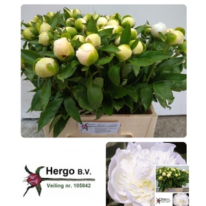 PAEO L DUCHES D NEMO