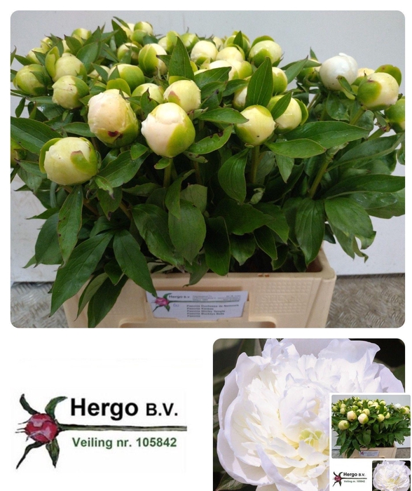 <h4>PAEO L DUCHES D NEMO</h4>