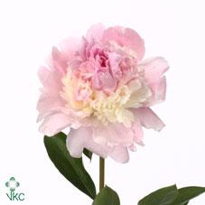 <h4>Paeonia angel cheeks</h4>