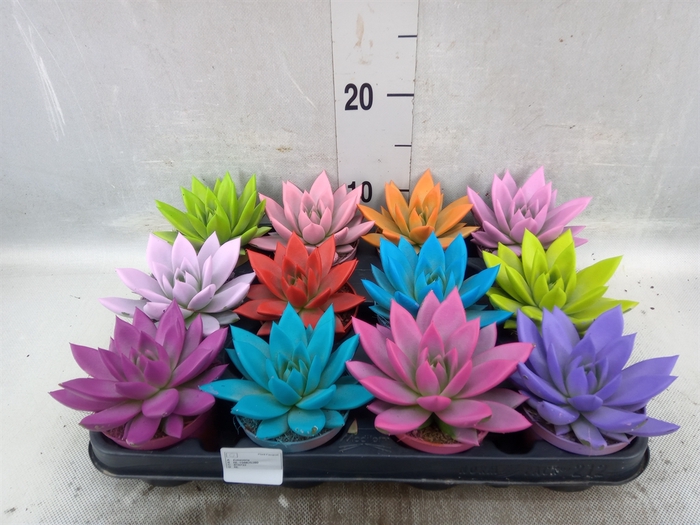 <h4>Echeveria  'Miranda'</h4>