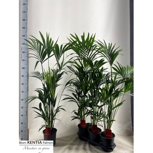 HOWEA FORSTERIANA
