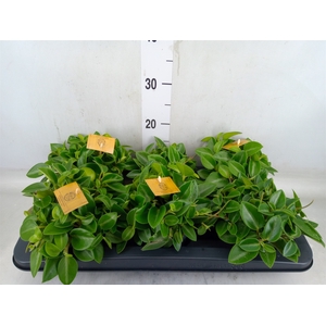 Peperomia pros. 'Pixie'