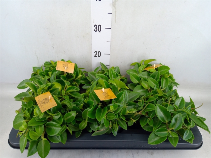 <h4>Peperomia pros. 'Pixie'</h4>