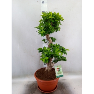 Ficus microcarpa 'Ginseng'