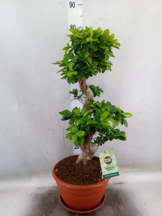 <h4>Ficus microcarpa 'Ginseng'</h4>