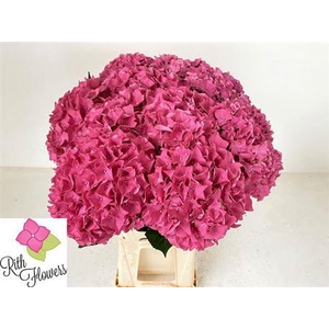 Hydr M Mag Pink Ruby 60 Cm
