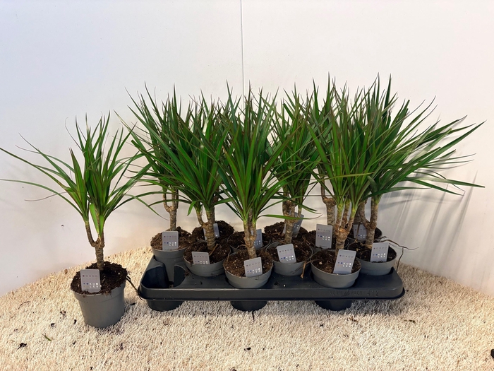 <h4>DRA MARGINATA</h4>