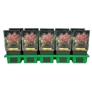 Astilbe Inshriac