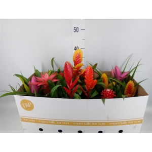 Bromelia   ...mix