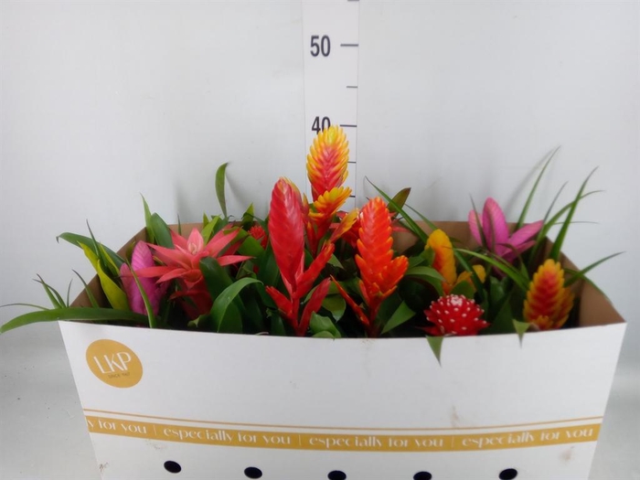 <h4>Bromelia ...mix</h4>