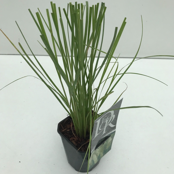 <h4>Graminées Cortaderia sell. 'Pumila'</h4>