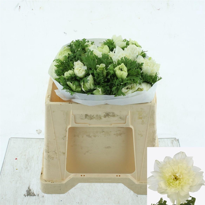 <h4>ANEM CO LEV BIANCO</h4>