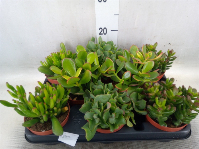 <h4>Crassula   ...mix</h4>