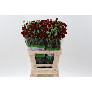 Dianthus TR 'Chateau'