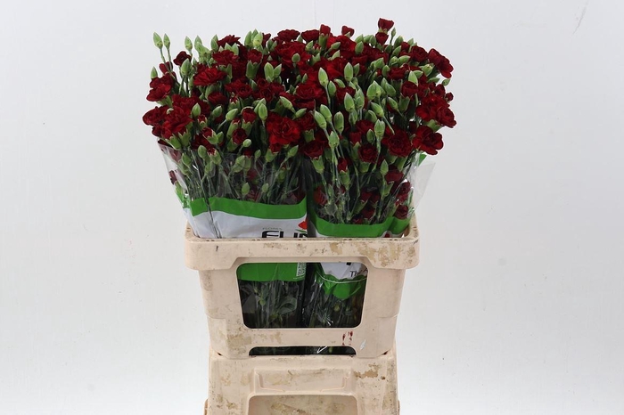 <h4>Dianthus TR 'Chateau'</h4>