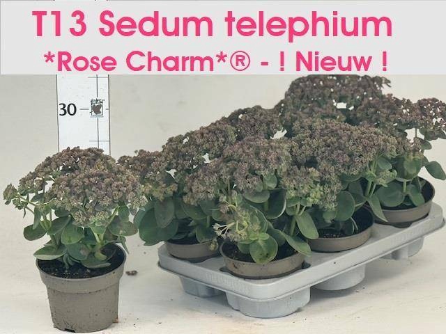 <h4>SEDUM S ROSE CHARM</h4>