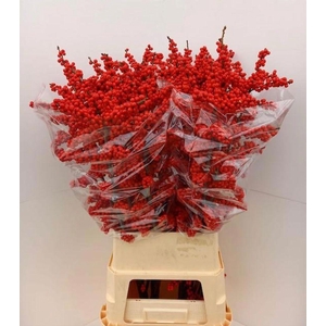 Ilex verticillata brit buys