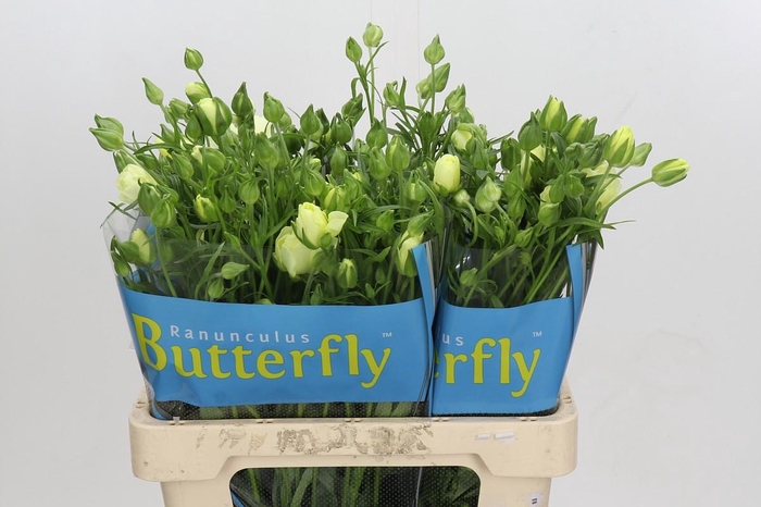 Ranunculus Butterfly Litai