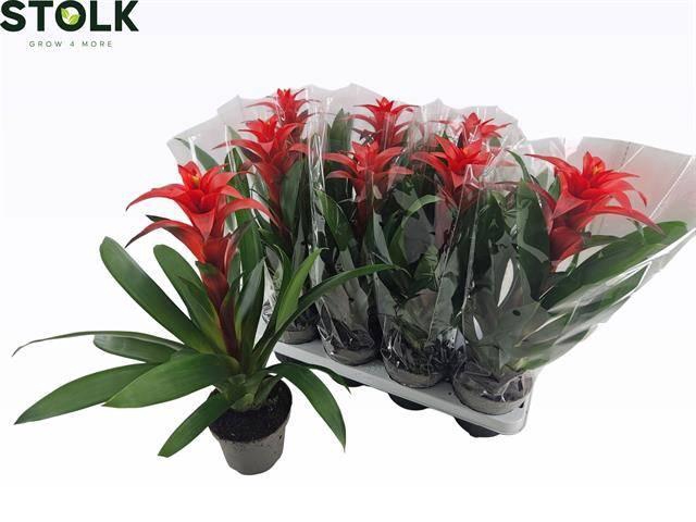 <h4>GUZM AMORETTO</h4>