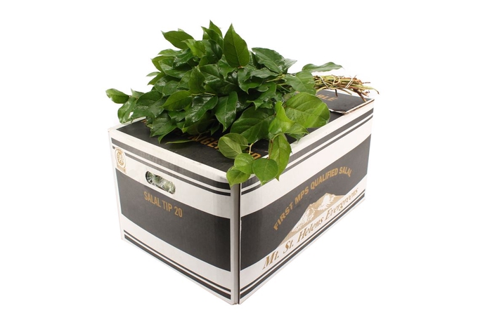 <h4>Salal Tips Black</h4>