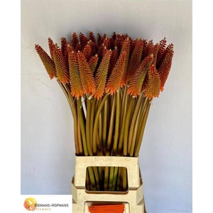 Kniphofia Alcazar Biemans