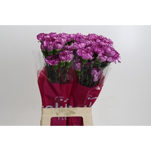 Dianthus St Royal Damascus